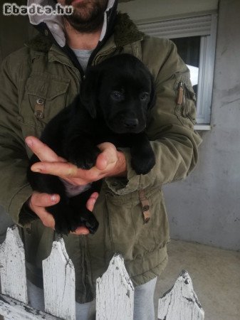 Eladó Labrador kiskutyák