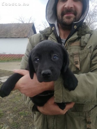 Eladó Labrador kiskutyák