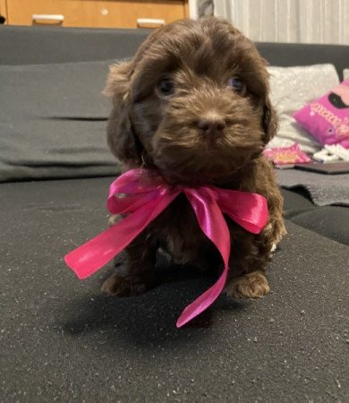 Bichon Havanese