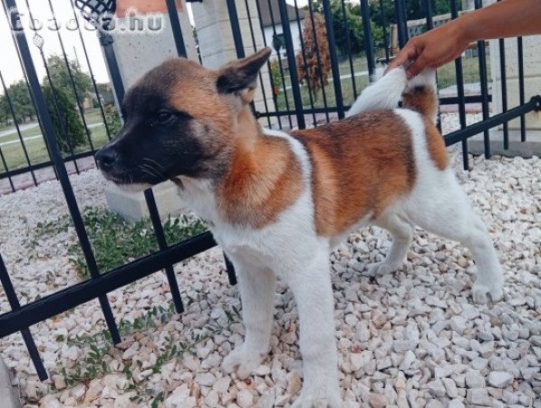 Amerikai Akita