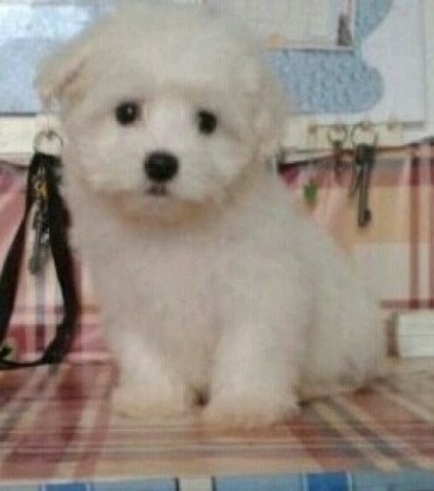 Bichon Havanes