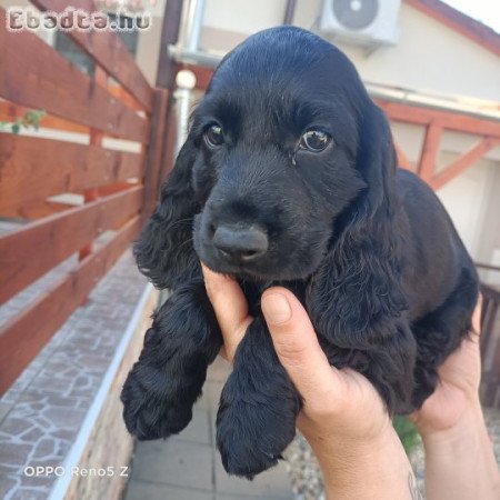 Angol Cocker spániel kölyök kutyák