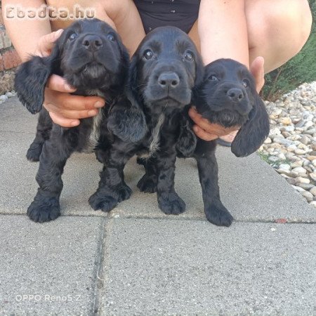 Angol Cocker spániel kölyök kutyák