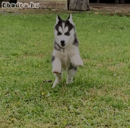 Eladó Husky