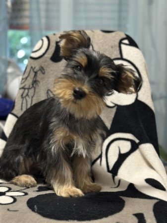 Yorkshire Terrier
