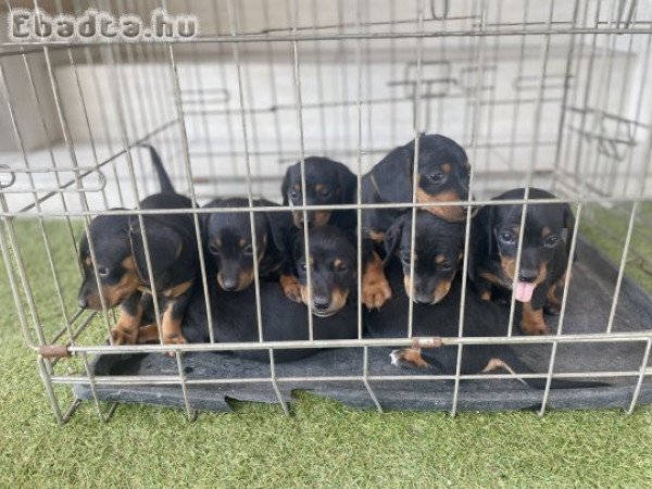 Törpe tacskó kis kutyák