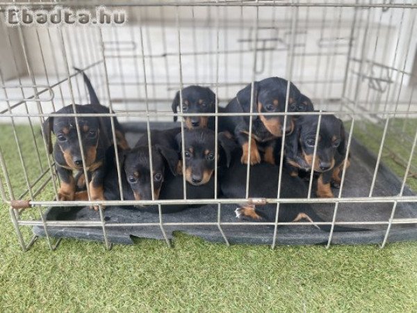 Törpe tacskó kis kutyák