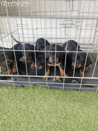 Törpe tacskó kis kutyák