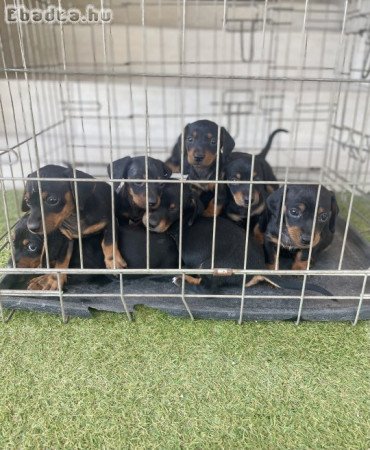 Törpe tacskó kis kutyák