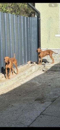 Magyar vizsla