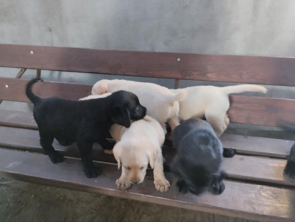Labrador Retriver