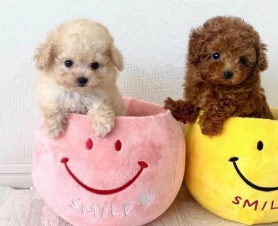 Maltipoo uszkàr