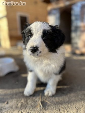 Border Collie kiskutyák