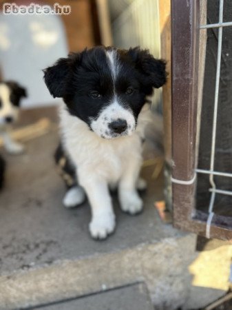 Border Collie kiskutyák