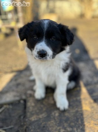 Border Collie kiskutyák