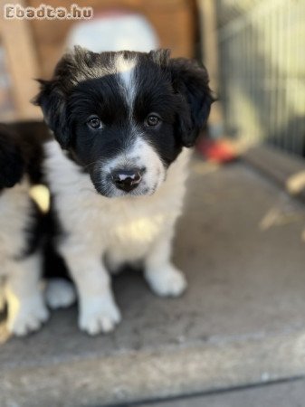 Border Collie kiskutyák