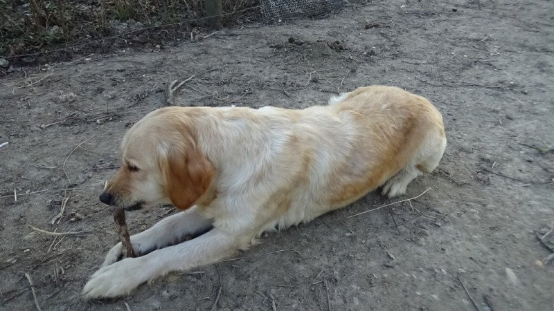 Golden retriever