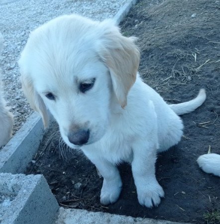 Golden retriever