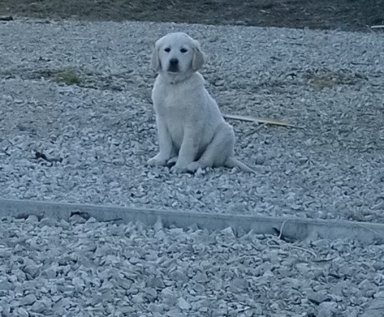 Golden retriever