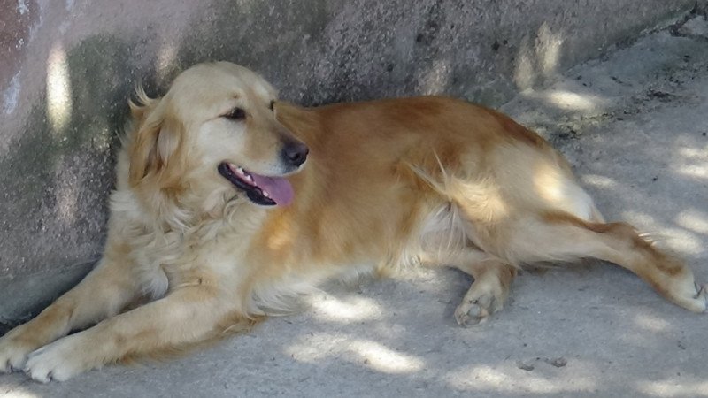 Golden retriever