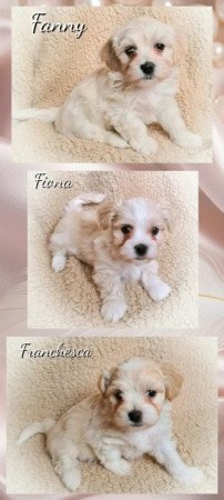 Bichon havanese