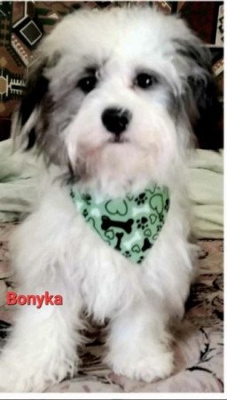 Bichon havanese