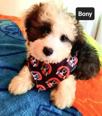 Bichon havanese