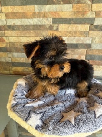 Yorkshire Terrier