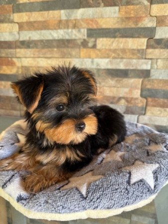 Yorkshire Terrier