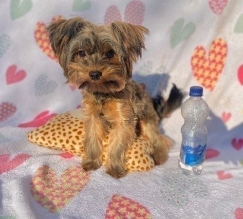 Ocean pearl mini yorkshire terrier