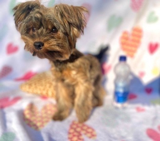 Ocean pearl mini yorkshire terrier