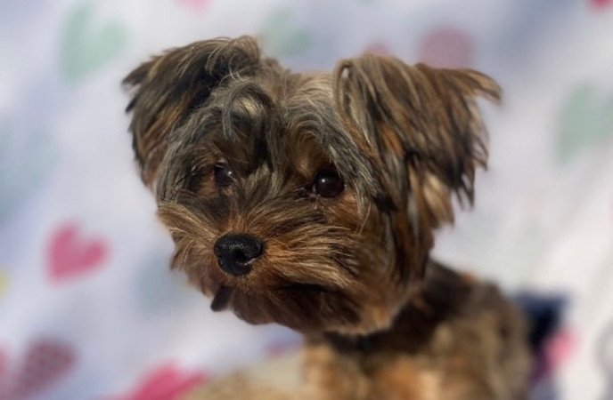 Ocean pearl mini yorkshire terrier