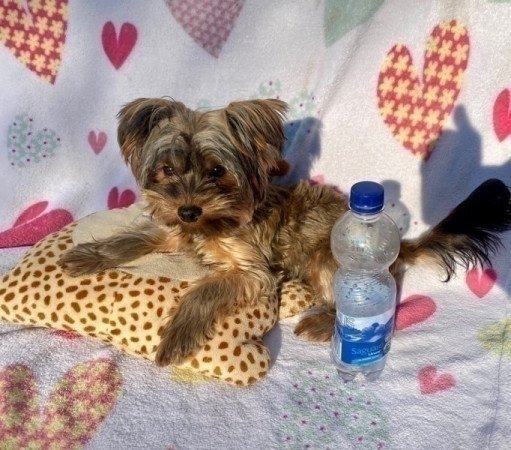 Ocean pearl mini yorkshire terrier