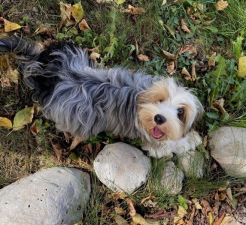 Havapoo havanese bichon es poodle uszkar