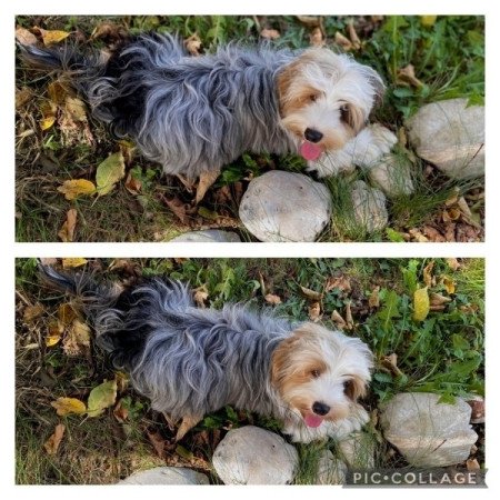 Havapoo havanese bichon es poodle uszkar