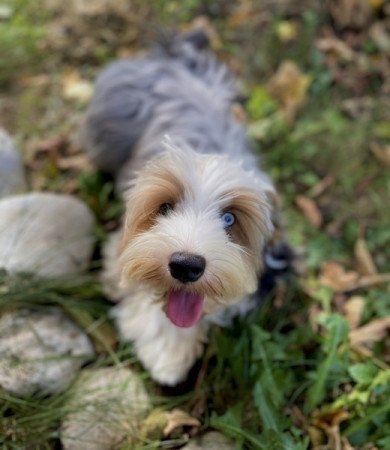 Havapoo havanese bichon es poodle uszkar