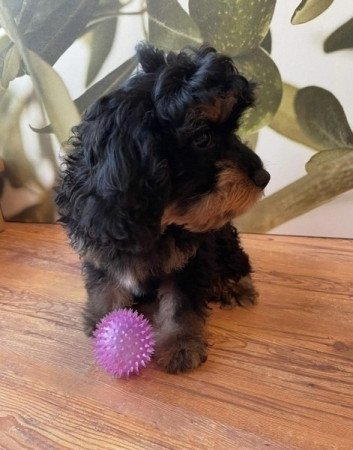 Cockapoo cocker spaniel es torpe uszkar