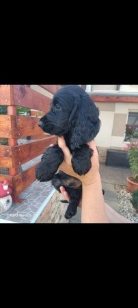 Angol Cocker spániel