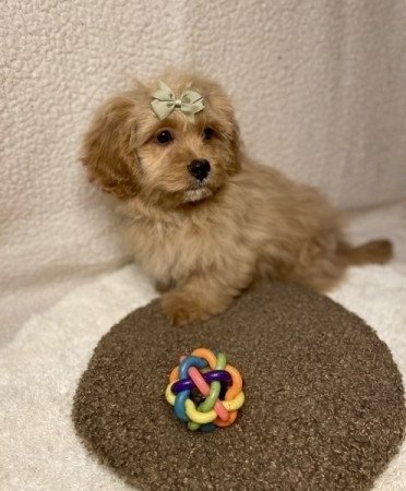 Cavapoo cavalier spaniel torpe uszkar