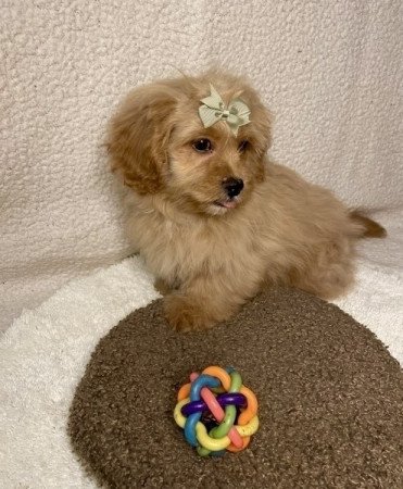 Cavapoo cavalier spaniel torpe uszkar