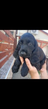 Angol Cocker spániel