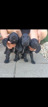 Angol Cocker spániel