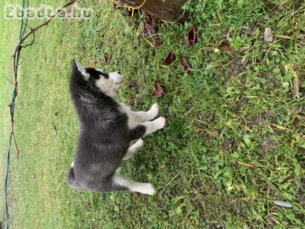 Eladó Husky