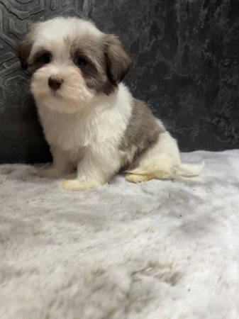 Bichon Havanese