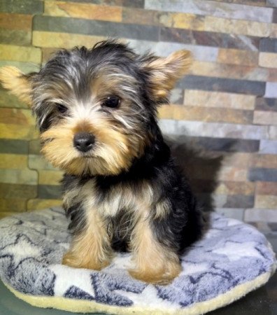 Yorkshire Terrier