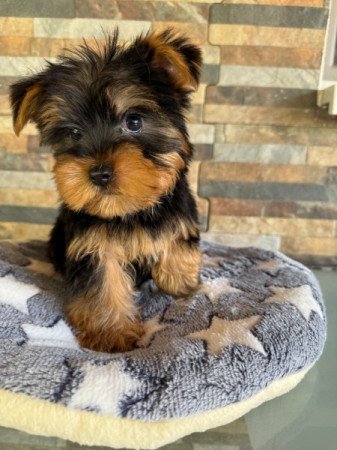Yorkshire Terrier