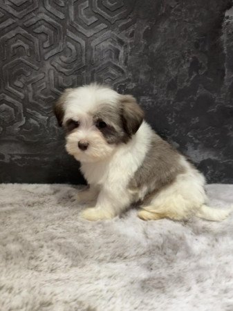 Bichon Havanese