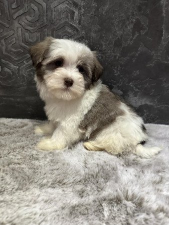 Bichon Havanese