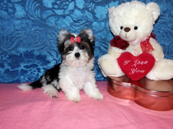 Biewer Yorkshire Terrier Yorki