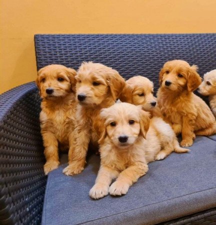 Golden retriever uszkár goldendoodle